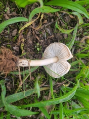 Lepiota oreadiformis