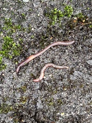 Lumbricus terrestris
