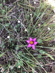 Romulea flava