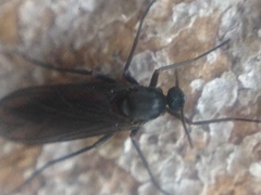 Sciaridae