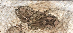 Sclerophrys capensis