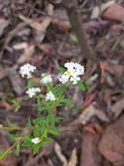 Pimelea petrophila