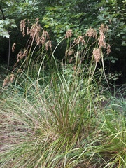 Scirpus atrocinctus