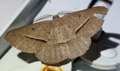 Isturgia penthearia