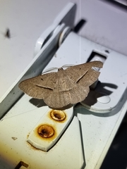 Isturgia penthearia