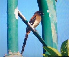 Dendrocitta formosae