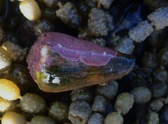Conus lividus