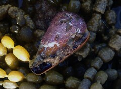Conus lividus