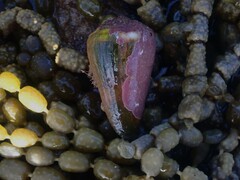 Conus lividus
