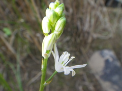 Ornithogalum flexuosum