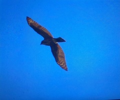 Accipiter trivirgatus
