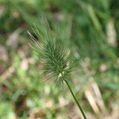 Echinopogon
