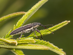 Rhinotia