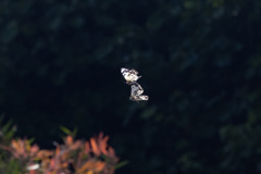 Belenois java teutonia