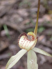 Caladenia venusta