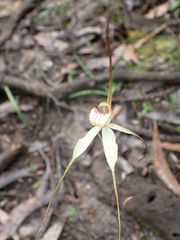 Caladenia venusta