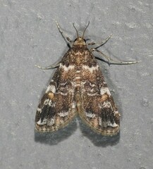 Elophila responsalis