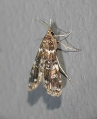 Elophila responsalis