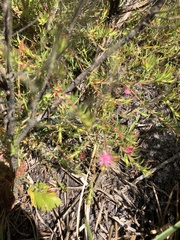 Diastella proteoides