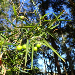 Geitonoplesium cymosum