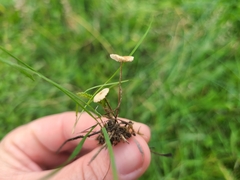 Crinipellis scabella