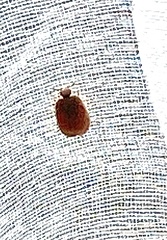 Attagenus smirnovi
