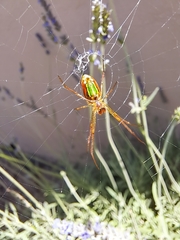 Leucauge festiva