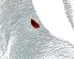Attagenus smirnovi