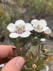 Leptospermum turbinatum