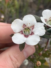 Leptospermum turbinatum