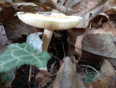 Amanita junquillea