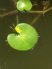 Nymphoides thunbergiana