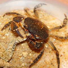 Cryptopotamon anacoluthon