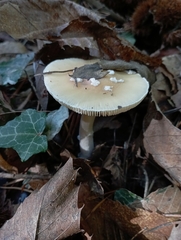 Amanita junquillea