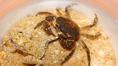 Cryptopotamon anacoluthon