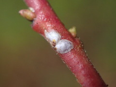 Coccoidea