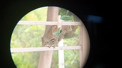 Funambulus palmarum
