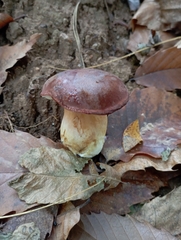 Boletus pinophilus