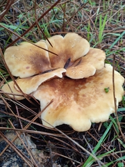 Tapinella panuoides