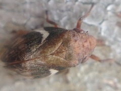 Bathyllus albicinctus
