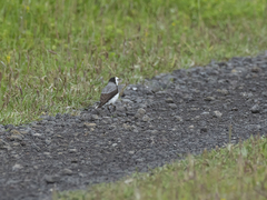 Epthianura albifrons