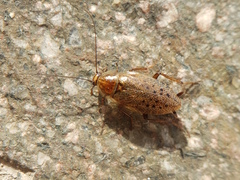 Ectobius vittiventris