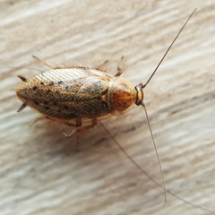 Ectobius vittiventris