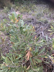 Banksia ornata