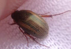 Colymbomorpha vittata