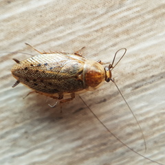 Ectobius vittiventris