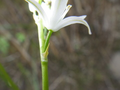 Ornithogalum flexuosum