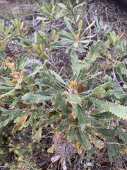 Banksia ornata