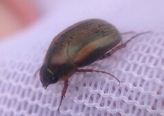 Colymbomorpha vittata