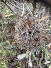 Banksia ornata